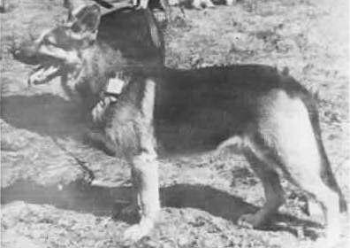 Товери-Волк Никитина