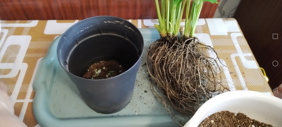 Горшок от цимбидиума который не прошёл проверку холодом подошёл идеально. 