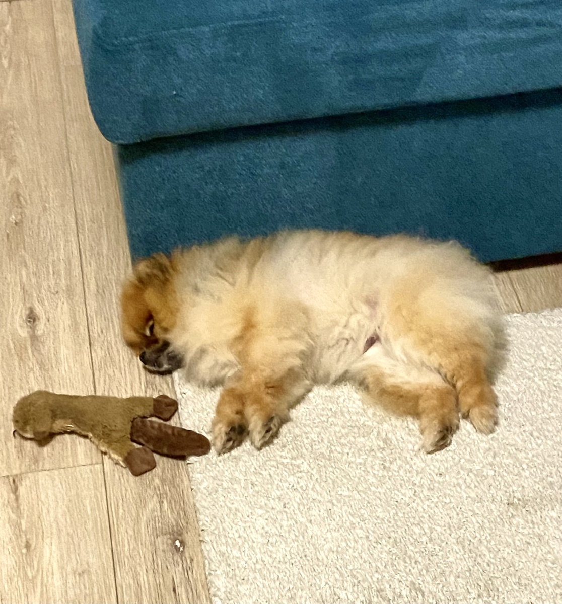 Наш питомец Майкл с любимой игрушкой