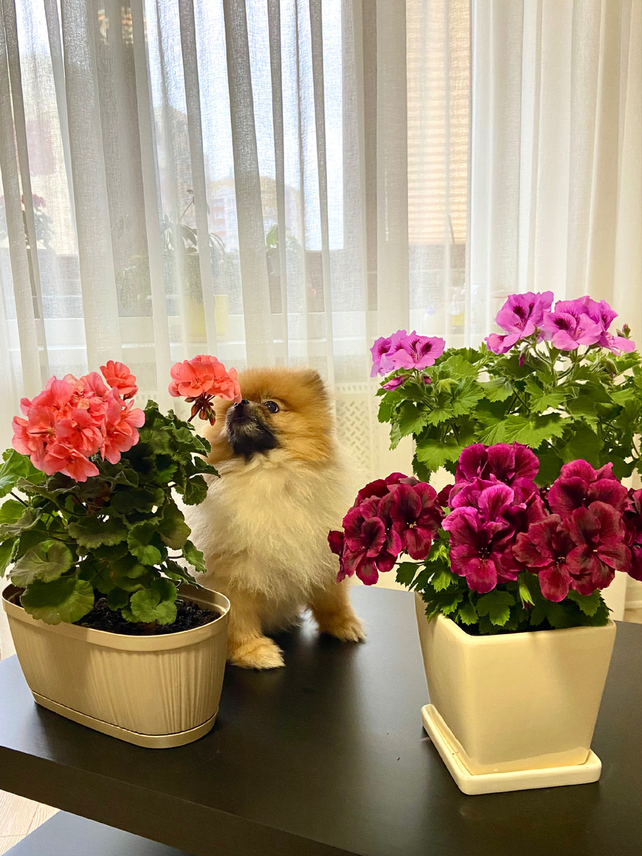 Майкл и цветы