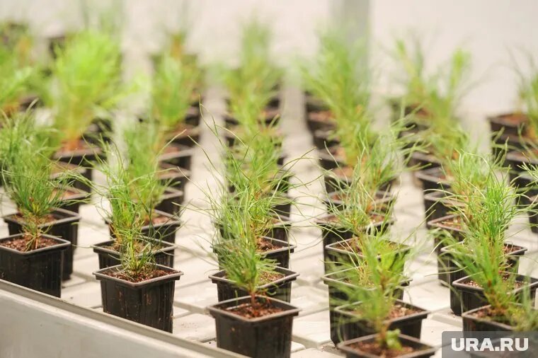 В Прикамье будет устновлена порядка 1 170 ловушек для вредителей. Фото: Вадим Ахметов © URA.RU