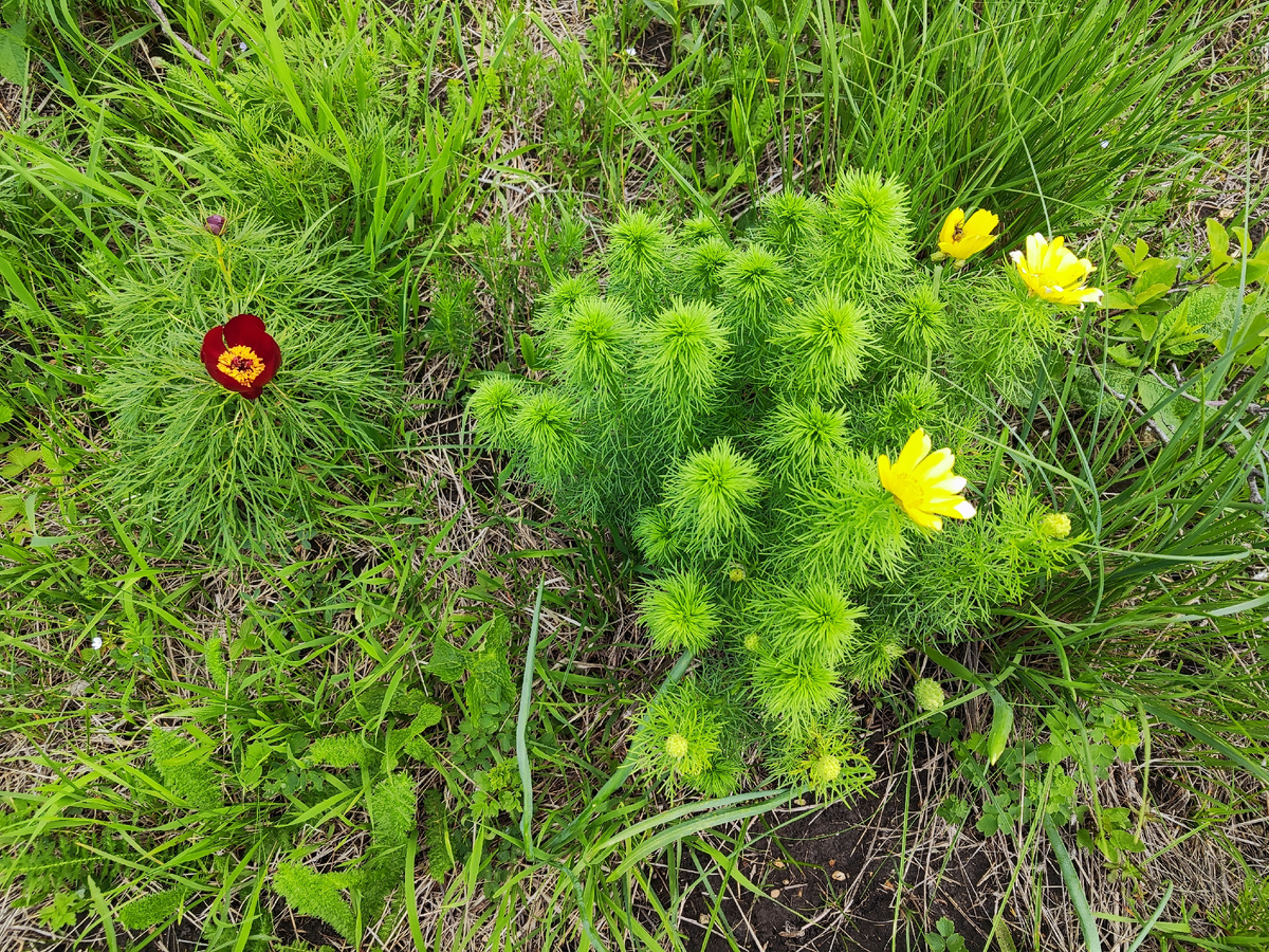 Дикие пионы