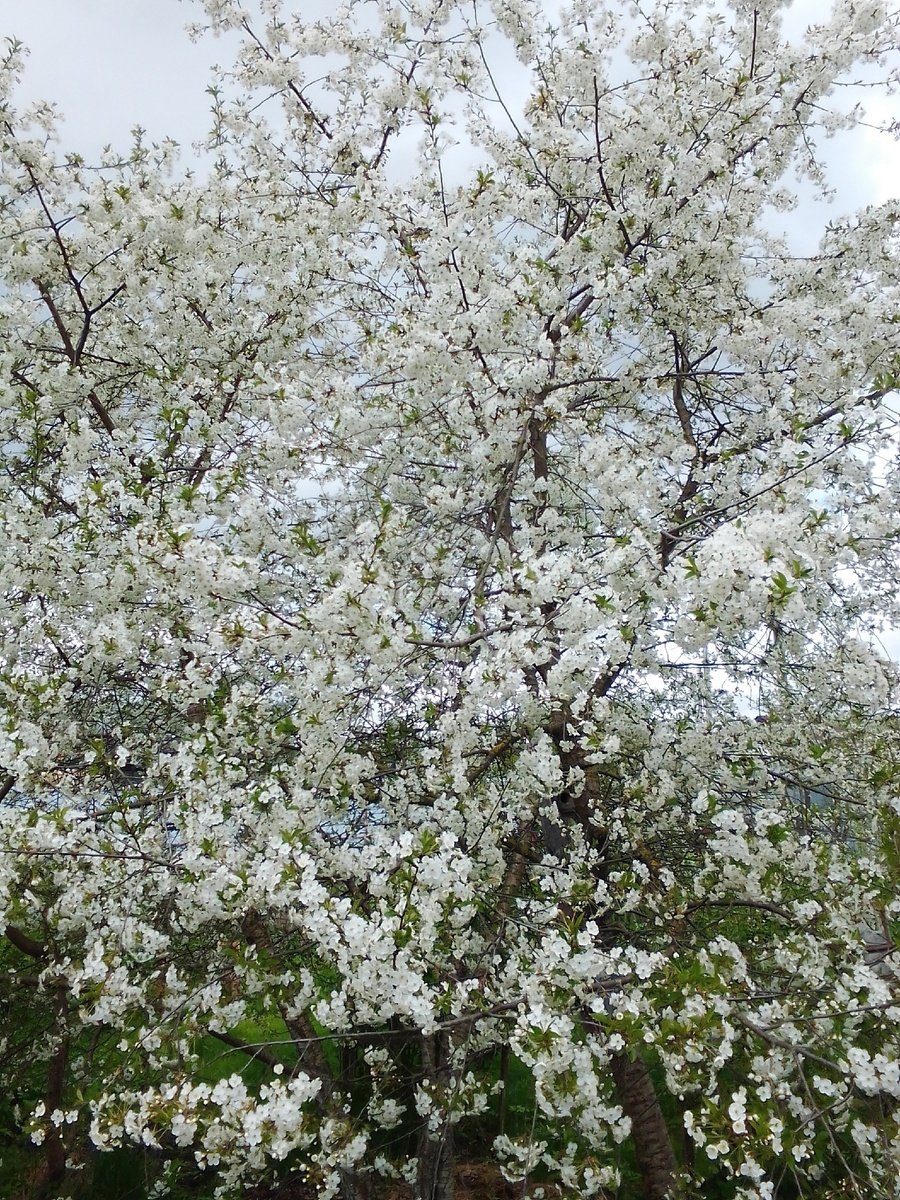 Это, правда, вишня, а не черемуха. Сад отца Устиньи