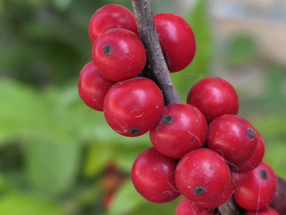 Фото: Ice Universe  📷
