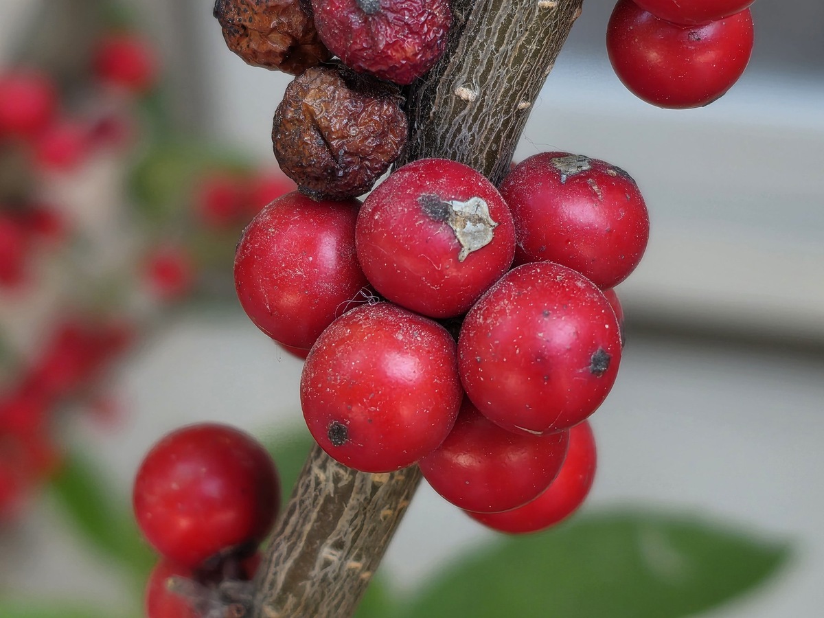 Фото: Ice Universe  📷
