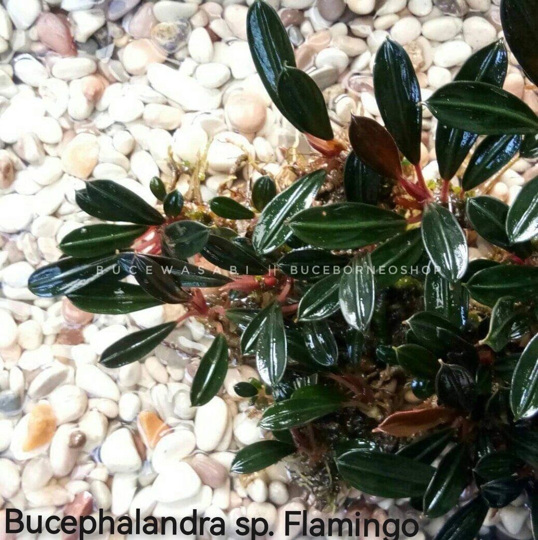 Фото продавца буцефаландр из ФБ