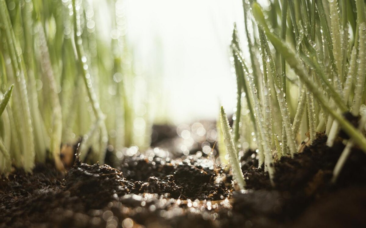    Липецким аграриям осталось засеять 7% площадей Freepik