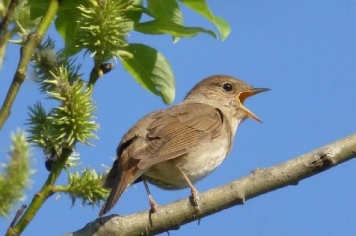    Народные приметы на 15 мая 2025: что нельзя делать в этот день