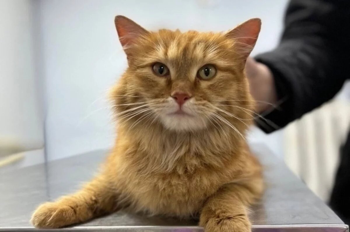    18 и 19 мая в Ижевске пройдёт благотворительная акция «Забери кота домой»