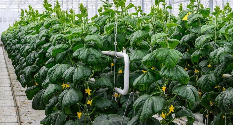    фото: Медиасток.РФ