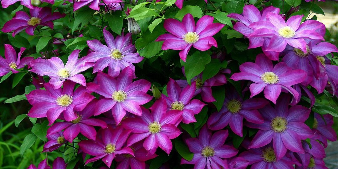 Цветёт как сумасшедший: что вылить под клематис весной и летом
