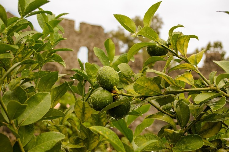    Фото: Геннадий Дьячук, "Кубань Информ"