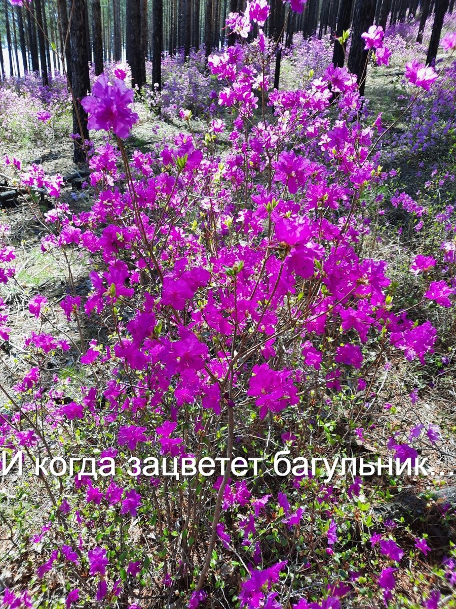 Фото автора. Вот такой красивый багульник у нас сейчас. Рано в этом году цветет. А еще зацвела черемуха и потому у нас холодная погода)