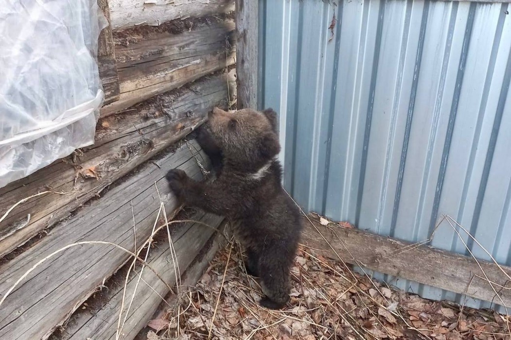 Фото Минприроды Коми