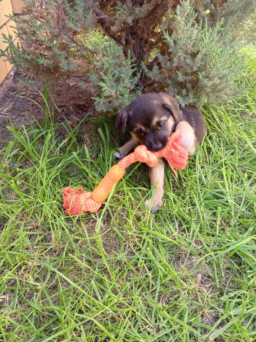 Вот такой канатик, он им очень понравился