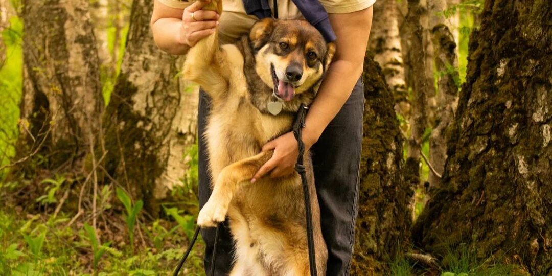 Как бездомные животные находят свой дом: роль каждого из нас