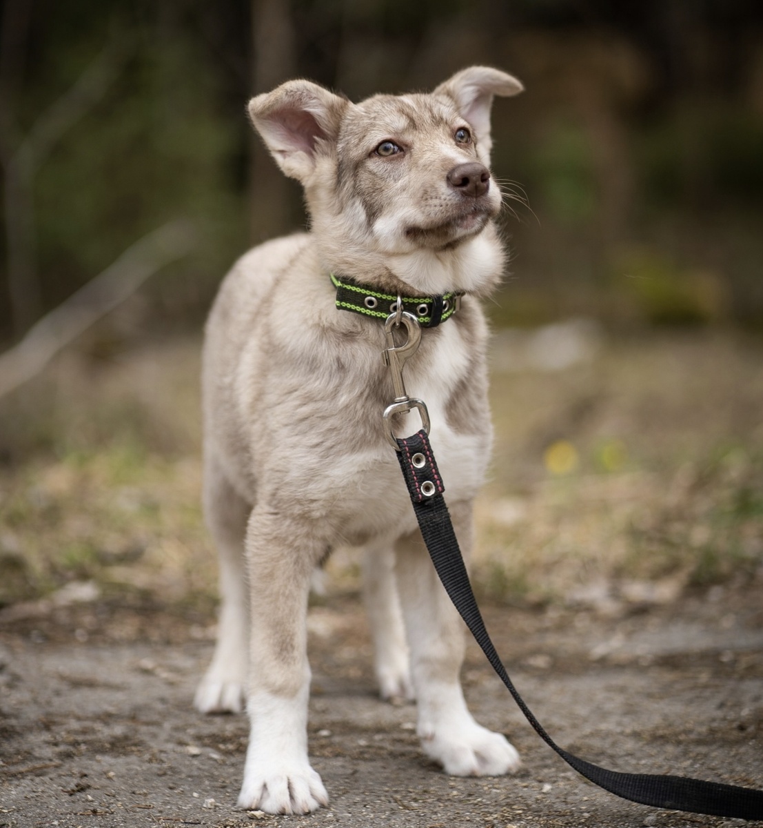 Миа в приюте. Красавица с печальными глазами 