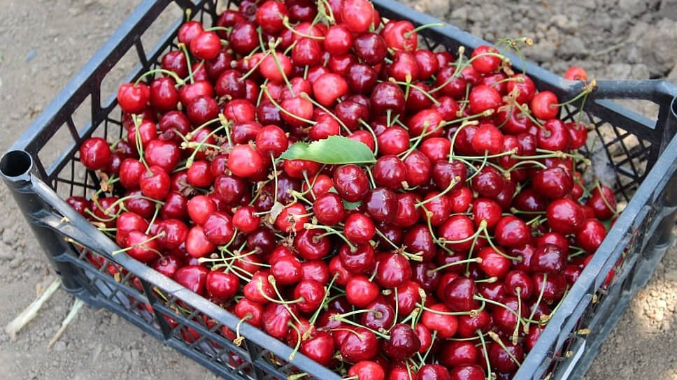 Фото: Пресс-служба администрации Краснодарского края