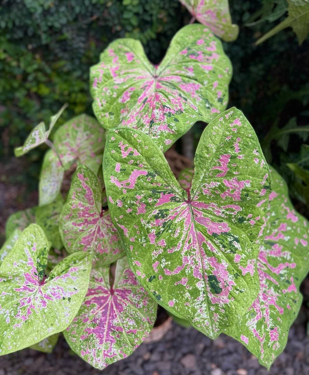 Caladium Sea Foam pink
