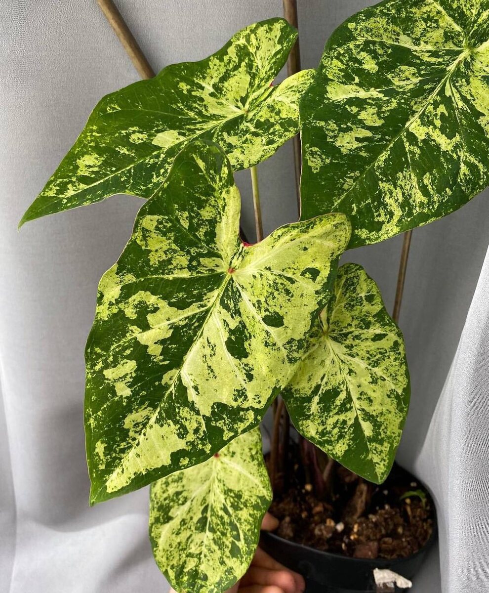 Caladium frog in a blender