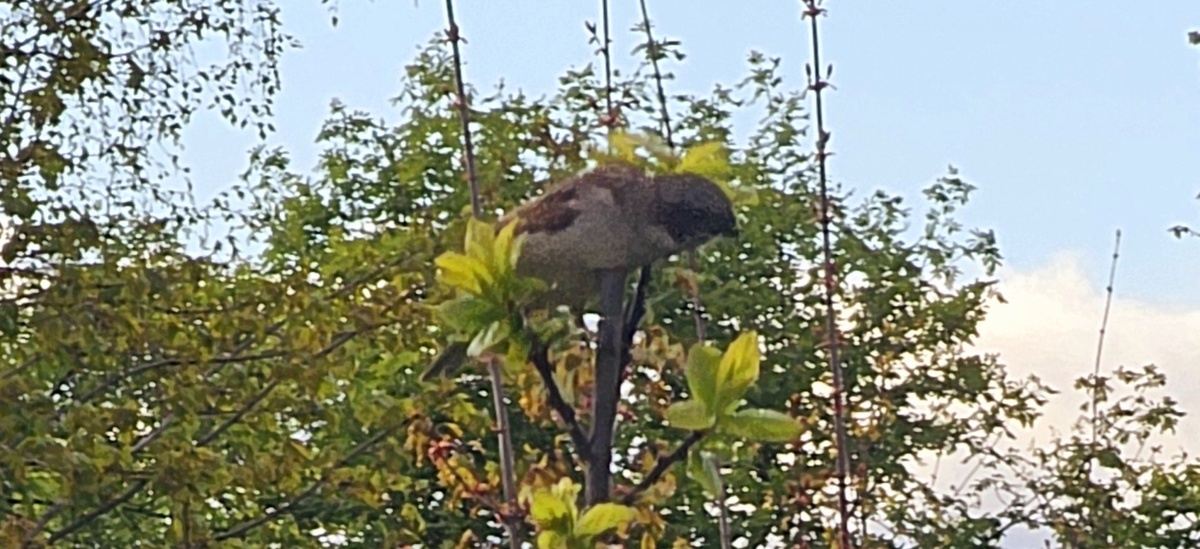 Воробей. Союзник или противник. Воробей на сливе. 