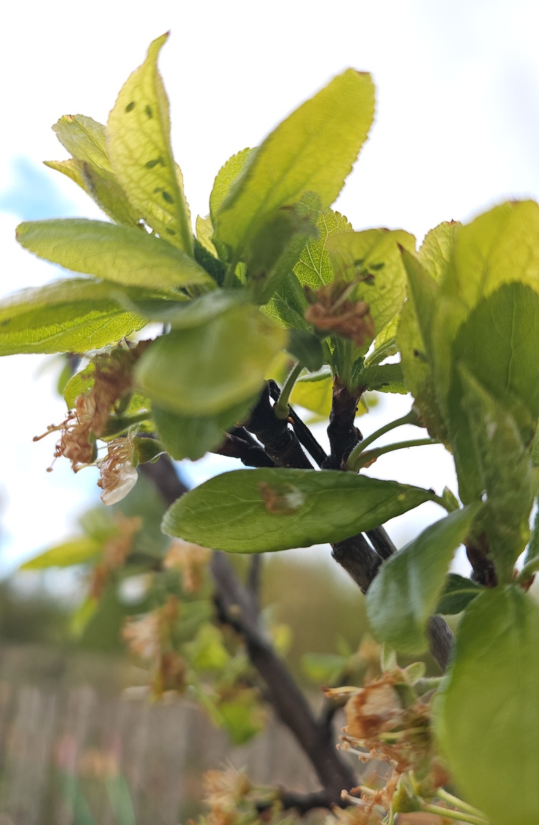 Воробей. Союзник или противник. Слива, листвы почти нет, а тля атакует.