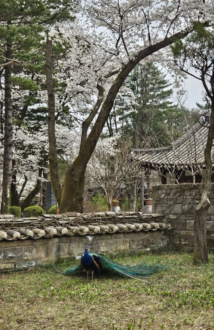 На территории можно встретить гуляющих павлинов. Фото автора.