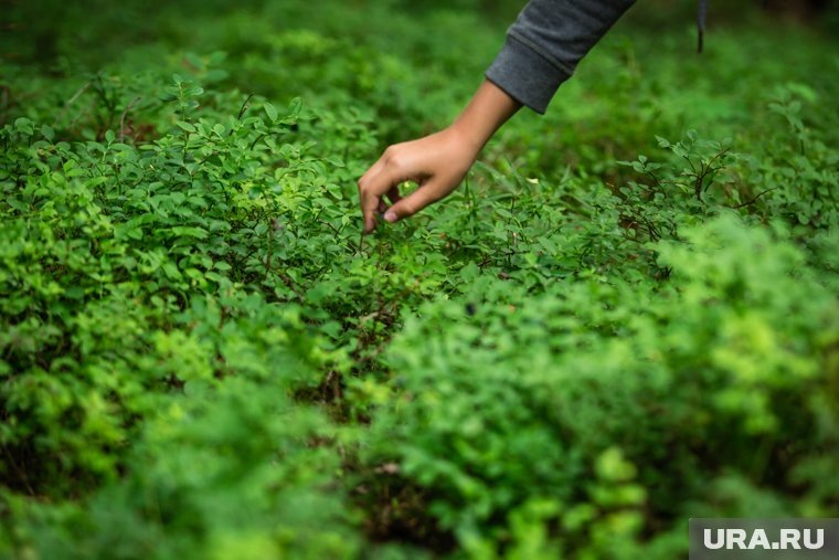    Дикоросы — это природные лекарства, которые могут значительно улучшить здоровье