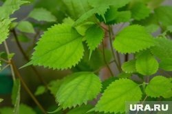     Из крапивы можно готовить вкусные паолезные салаты Илья Московец © URA.RU