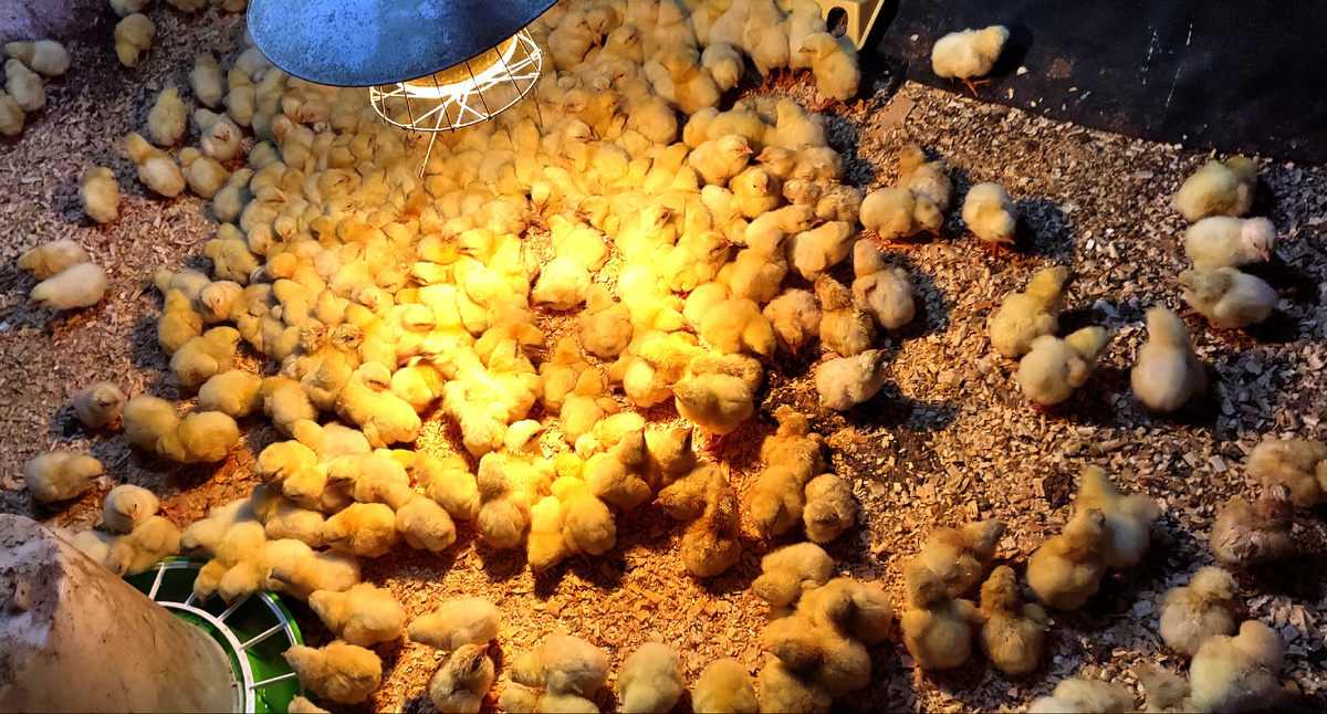 Вот она это орава 😊