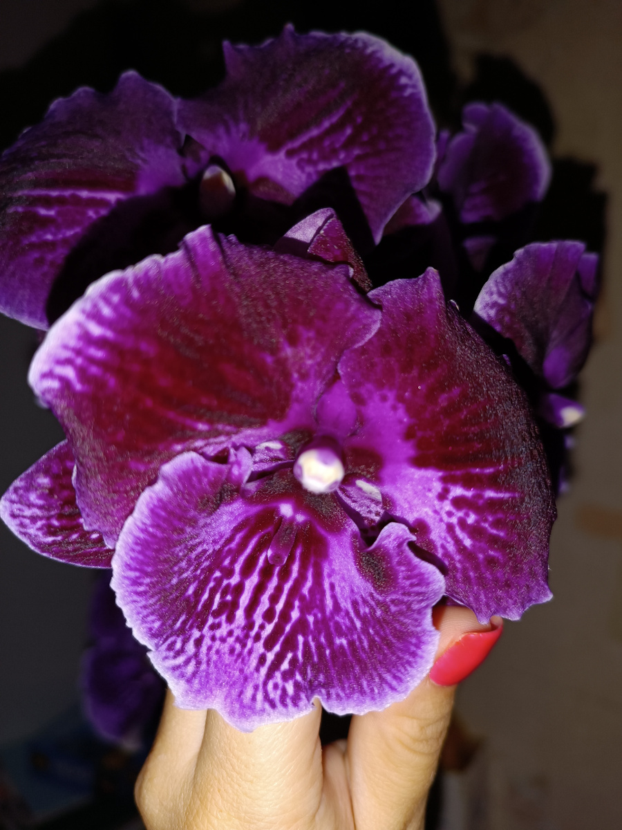 Обложка статьи. Фаленопсис Абба биглип , архивное фото