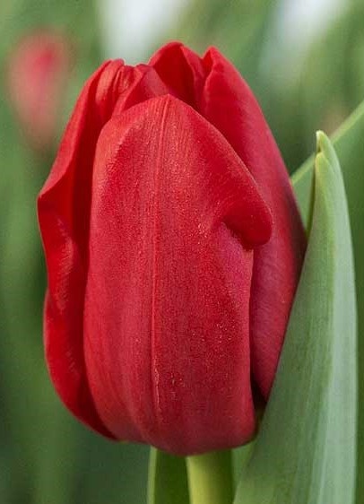 Тюльпан. В иллюстративных целях