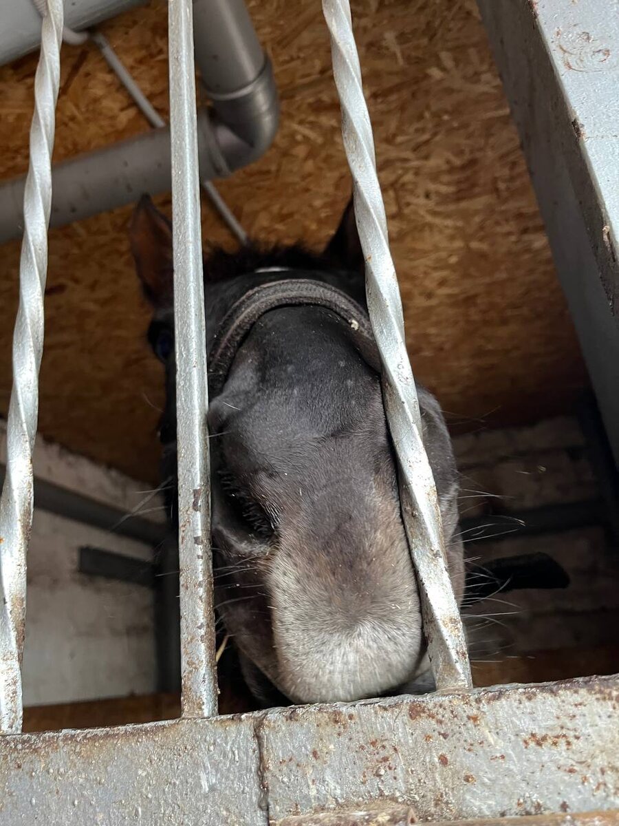 Обожаю эти носы