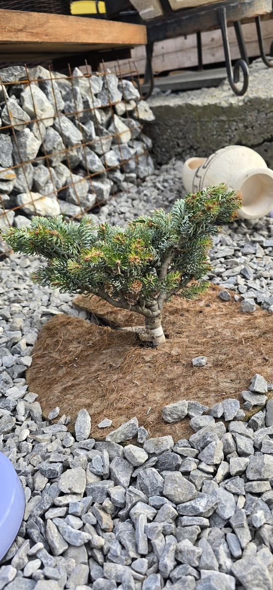 Пихта корейская Icebreaker - май 2025