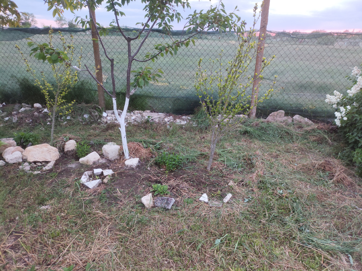 Клумбочку прополола чуток. Никак не соберусь до конца уложить внсе необходимые камушки...