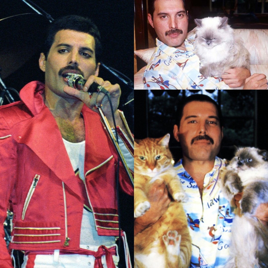 Коллажи в статье сделаны автором канала