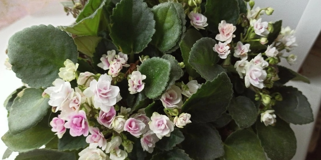 Фиалочные хитрости. Урок 7. Выращиваем красивую фиалку-трейлер