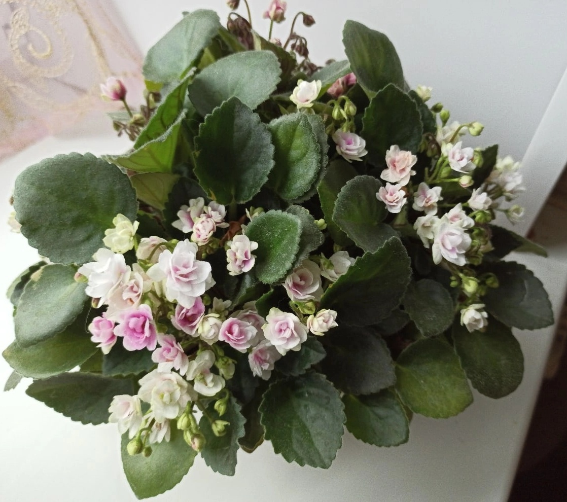 Кустовой трейлер Kentucky Gooseberries. Фото автора