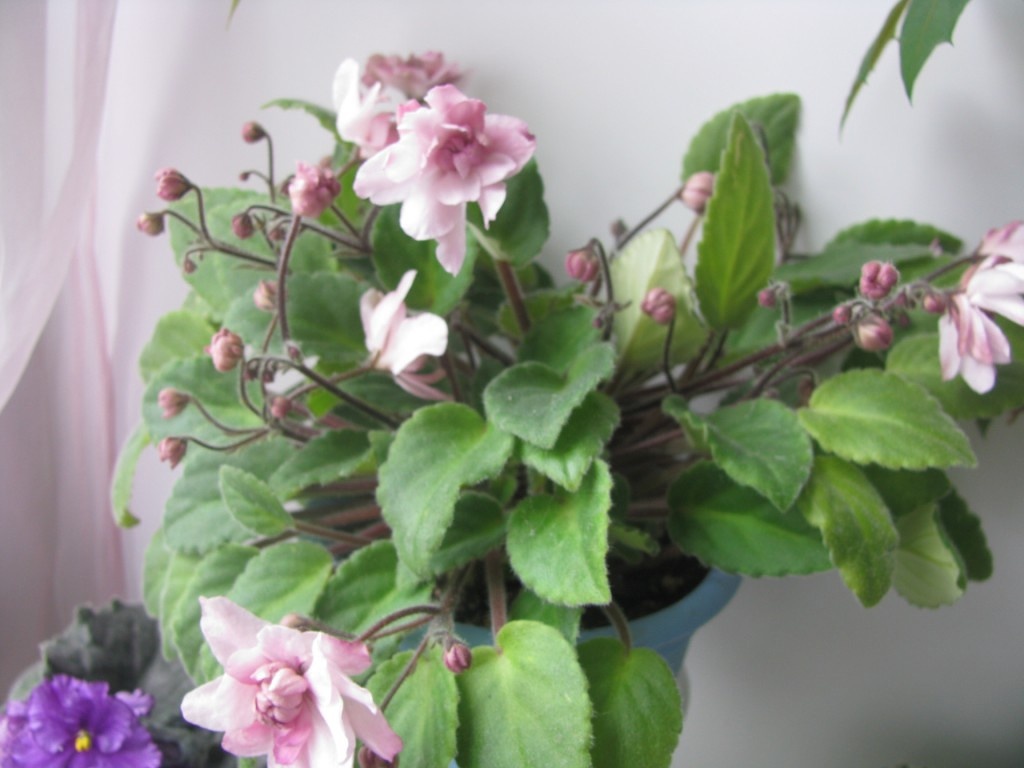 Литуаника (Бутене), кустовой ретро-трейлер. Фото автора