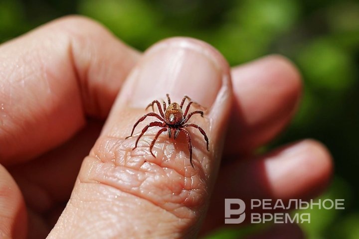 Исследование 513 клещей в 2025 году показало, что 11% из них были заражены боррелиозом, а 1,5% — клещевым вирусным энцефалитом. Реальное время / realnoevremya.ru