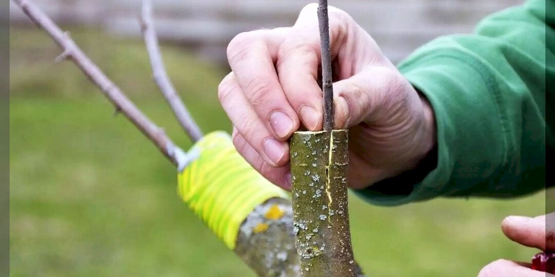 Учимся прививать плодовые деревья: прививка плодовых деревьев в основных вопросах и ответах