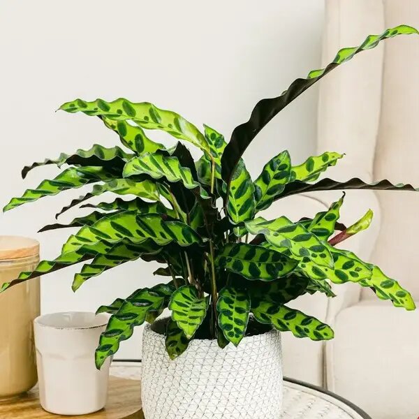   Калатея Лансифолия с причудливыми листьями. AzaliaNow Мария Казённова