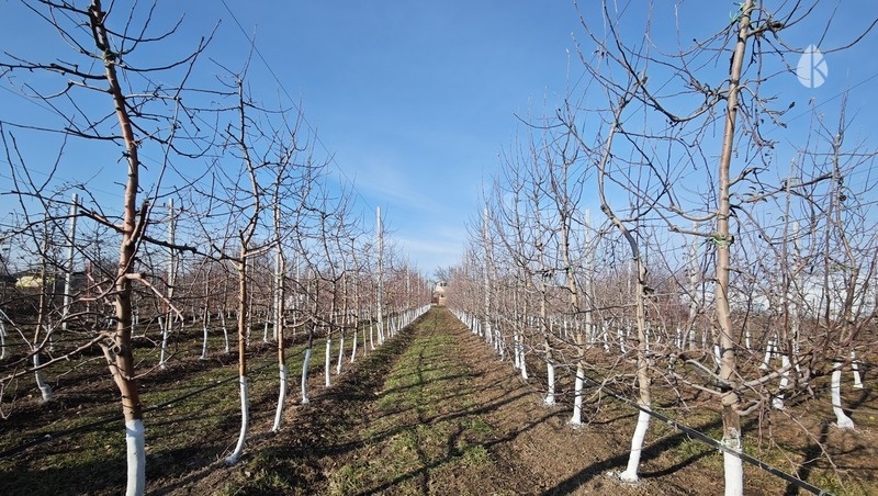    Большая часть средств пошла на закладку и уход за многолетними насаждениями Фото: Дмитрий Ахмадуллин / / ИА «Победа26»