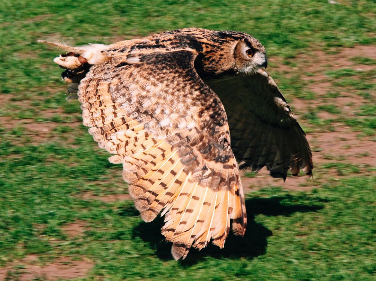 Филин не только развивает высокую скорость полёта, так ещё и набирает её с первых нескольких махов. Казалось бы, опушку должен огласить рёв лайнера на взлётной полосе. Но нет! Филин идёт на бреющем абсолютно безмолвно. Фотография: Tony Hisgett, CC BY 2.0
