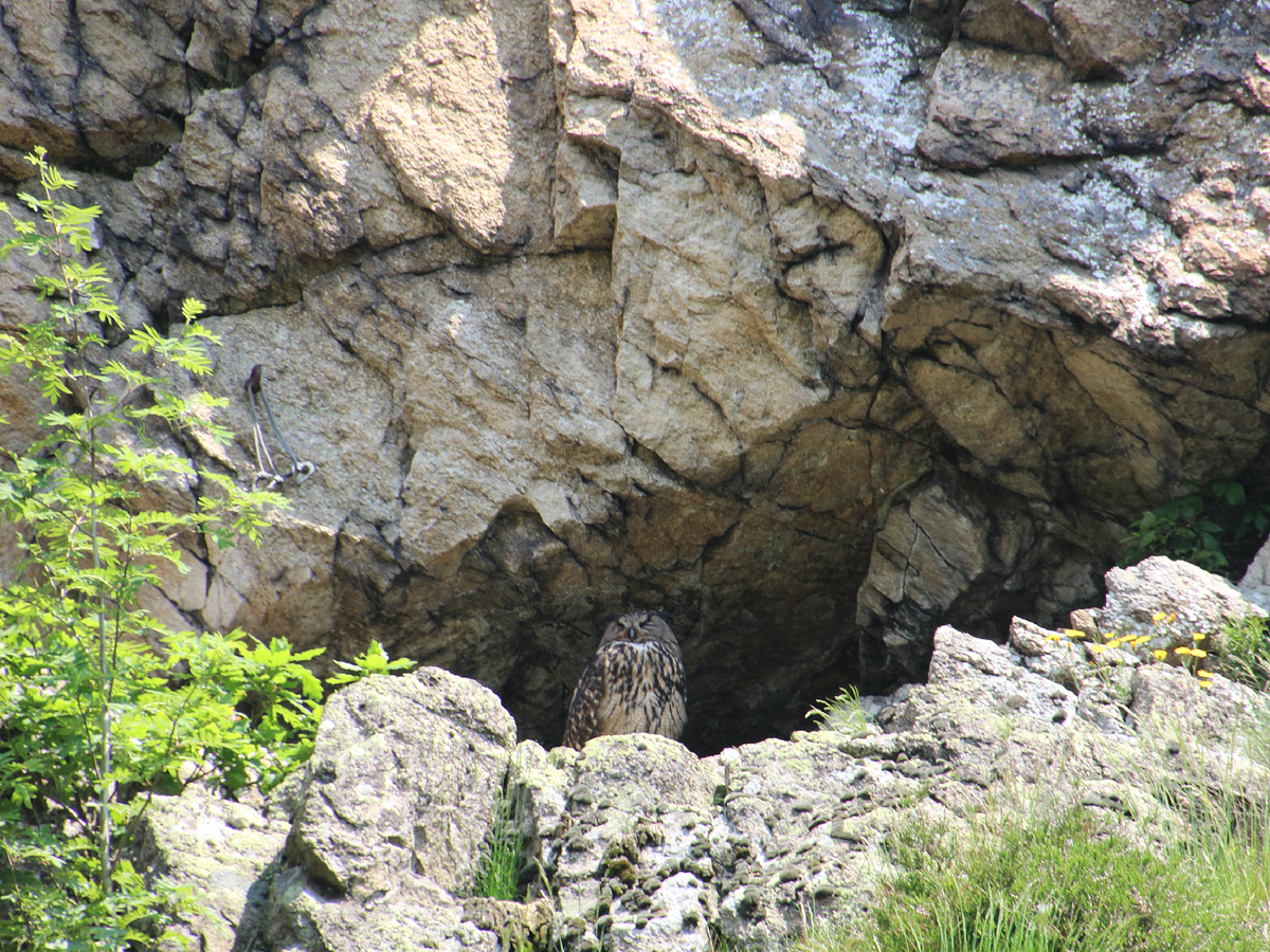 Фотография: Elisabeth Przybylski, CC BY-SA 4.0