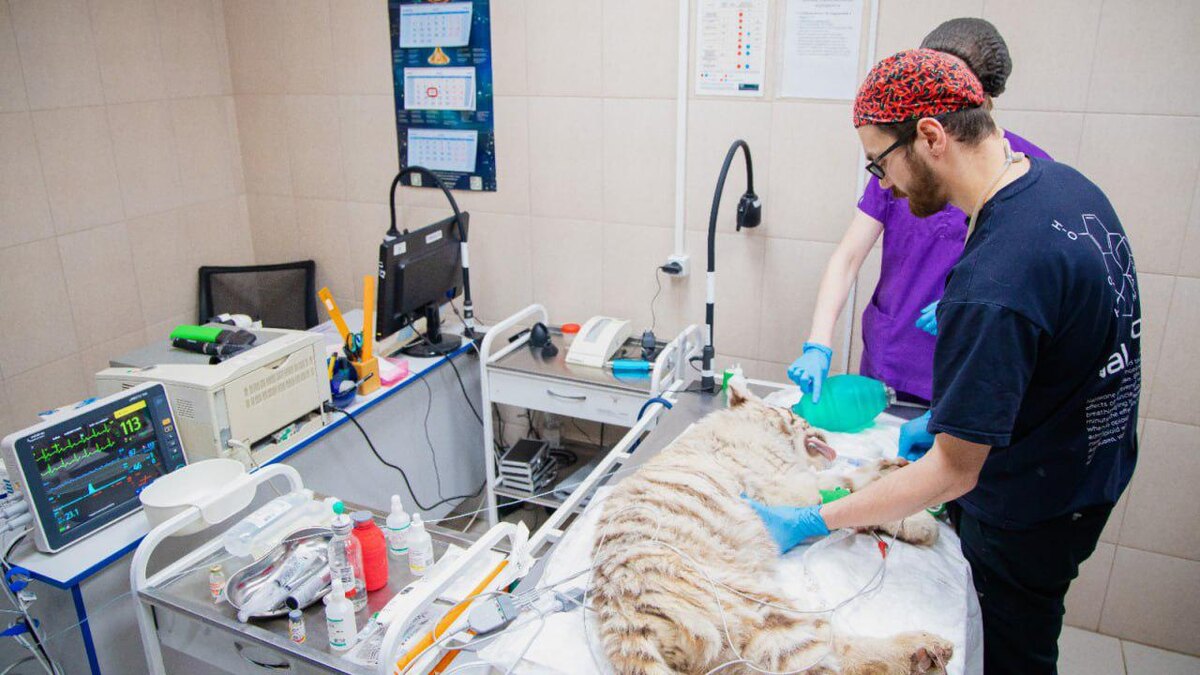 Фото: пресс-служба Государственной ветеринарной службы Санкт-Петербурга