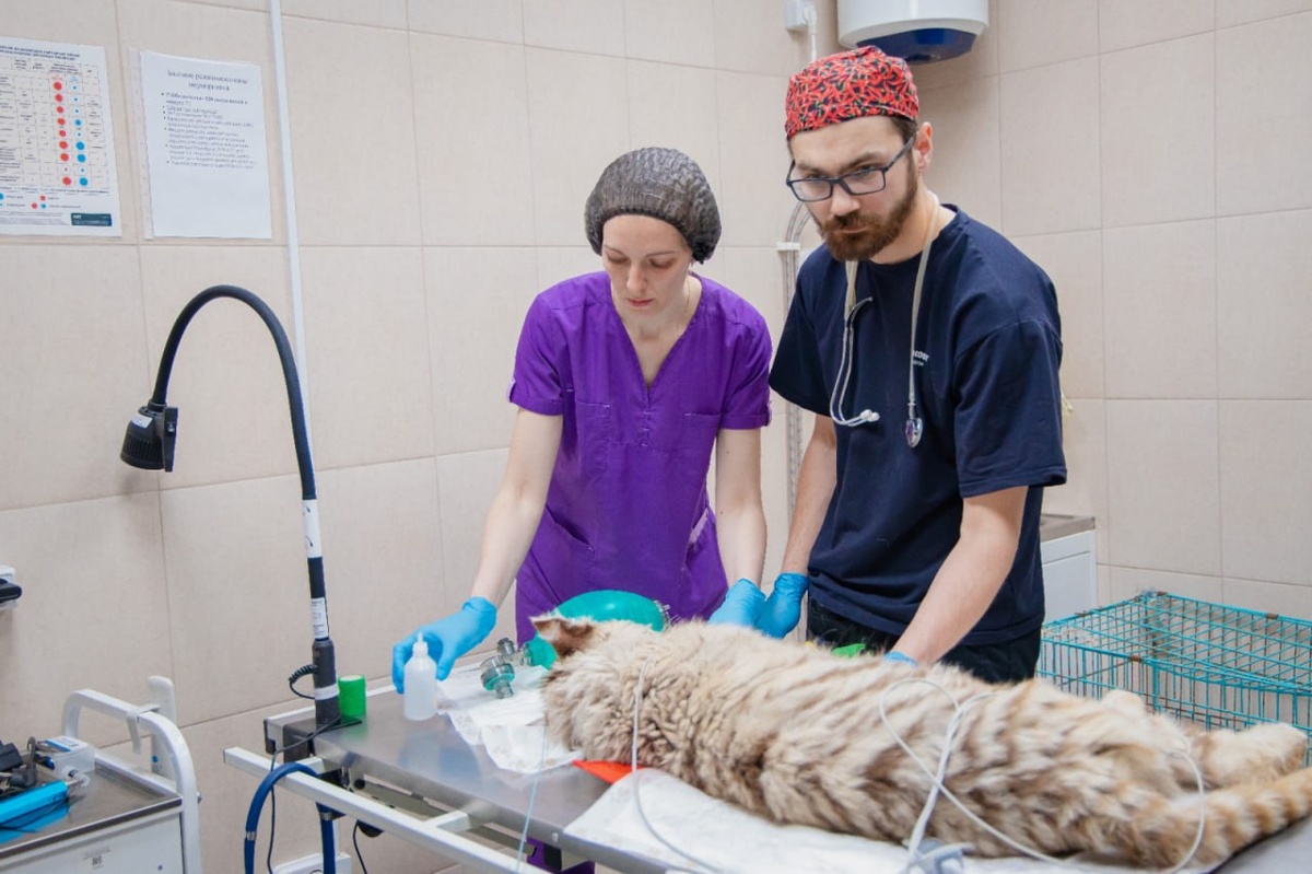 Фото: пресс-служба Государственной ветеринарной службы Санкт-Петербурга