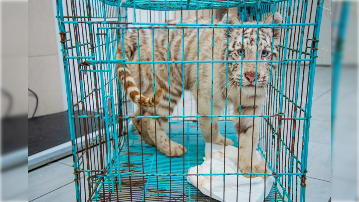 Фото: пресс-служба Государственной ветеринарной службы Санкт-Петербурга