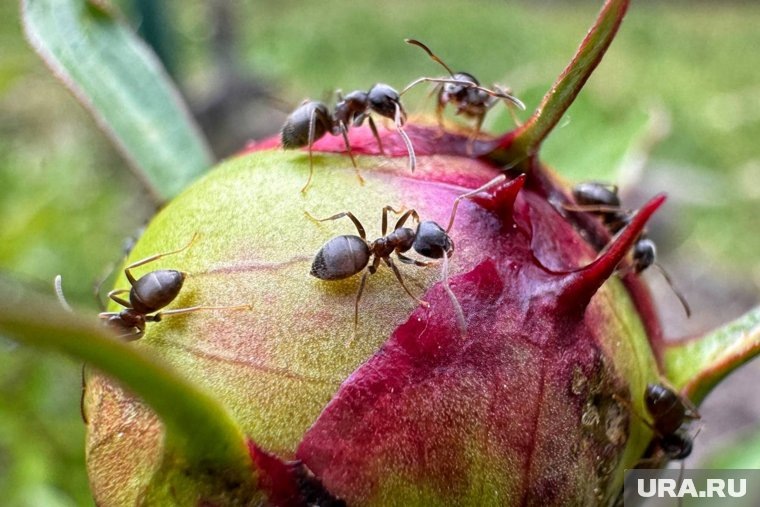    Муравьи на даче могут приносить как пользу, так и вред - вопрос в количестве