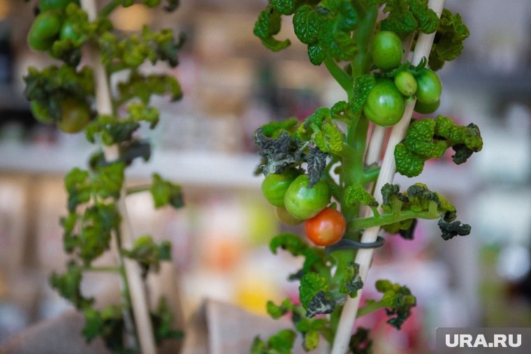  Как спасти урожай после весенних заморозков  📷
